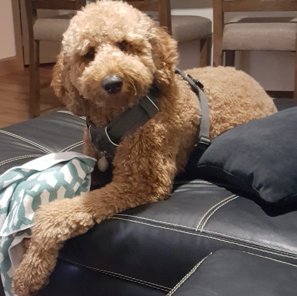 Meet your Posher, Cini